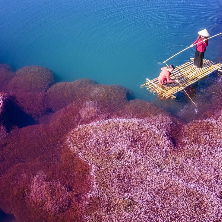 Rosafarbene Algen werden im Meer geerntet