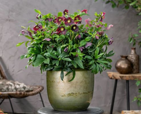 Christrose rot blühend in messingfarbenem Übertopf Rot blühende und winterharte Christrose in messingfarbenem Übertopf