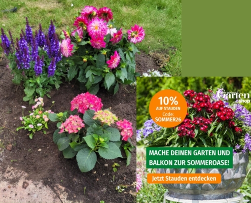 Staudenbeet bei mir im Garten - Stauden gibt es bis 14. Juli preisewerter im Shop von Mein Schöner Garten