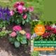 Staudenbeet bei mir im Garten - Stauden gibt es bis 14. Juli preisewerter im Shop von Mein Schöner Garten