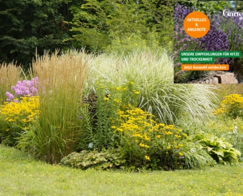 Gartenoptik zur Aktion von Mein Schöner Garten im Sommer